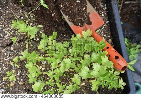 Japanese Hornwort (mitsuba) Cultivation In Vegetable Garden. Germination And Growth. Apiaceae Green-