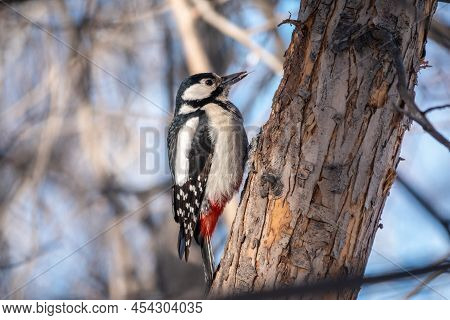 Little Woodpecker Sits On A Tree Trunk. The Great Spotted Woodpecker, Dendrocopos Major