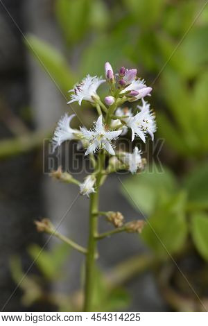 Common Bogbean White Flowers In The Spring
