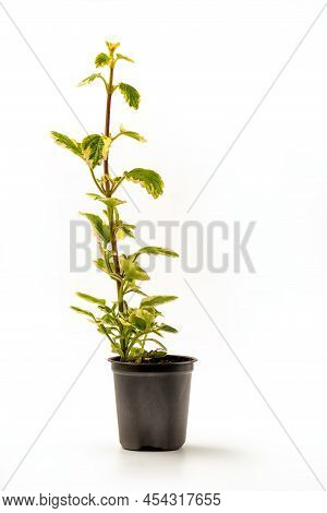 Plectranthus Amboinicus Or Mexican Mint Variegated In A Pot Isolated On White Background. Also Known