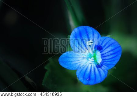 Blue Veronica Persica Flower In Macro With Green Flower Background Out Of Focus