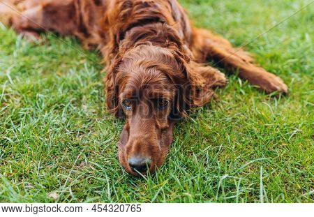 Beautiful Irish Setter Dog Is Lying In Grass And Looking Attentively Into The Photographers Camera O