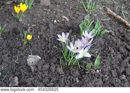 Group Of Silvery Lilac Flowers Of Crocus Tommasinianus In February