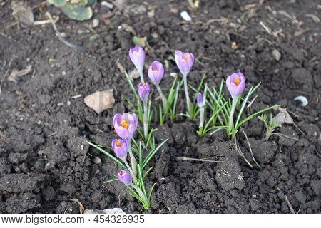 Opening Lilac Flowers Of Crocus Tommasinianus In February