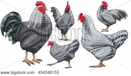 Set Of Hand Drawn Chickens. The Breed Of Barred Plymouth Rock