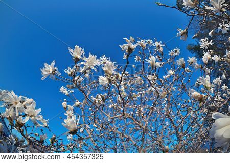 Beautiful Fisheye Perspective Of Magnolia X Loebneri Encore Flowers Blossoms Against Blue Sky
