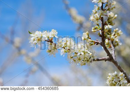 Blooming Amerecan Plum Tree Branch With White Flowers In Garden Against Bright Blue Sky Spring Natur