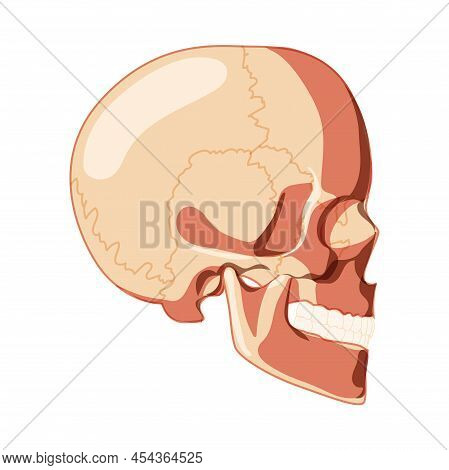 Skull Skeleton Human Head Side Lateral View With Teeth Row. Human Head Model. Set Of Chump Realistic
