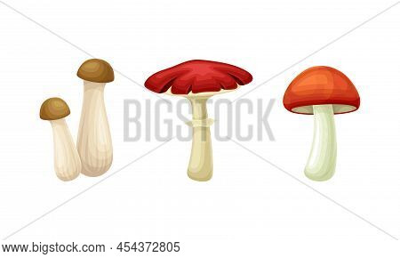 Forest Mushroom Or Toadstool With Stem And Cap Isolated On White Background Vector Set
