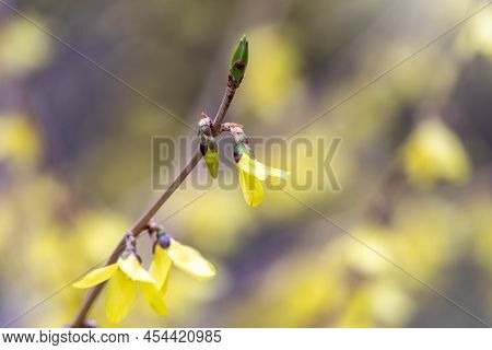 Forsythia. Blooming Forsythia Bush. Yellow Flower On A Branch Of Forsythia. The Beauty Of Spring Nat