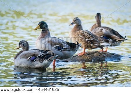 Wild Waterfowl Ducks Near Their Habitat.