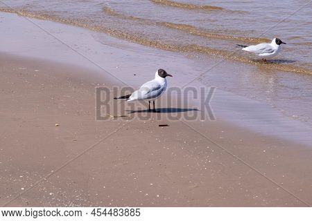 Two Seagulls On The Shores Of The Dirty Baltic Sea In Jurmala, Latvia Wild Birds Stand On White Sand