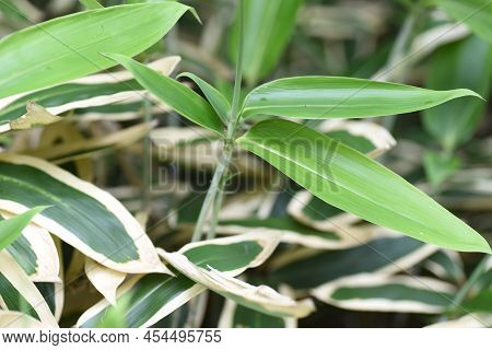 Kuma Bamboo Grass (sasa Veitchii). Poaceae Evergreen Bamboo. It Has A Strong Bactericidal Action And