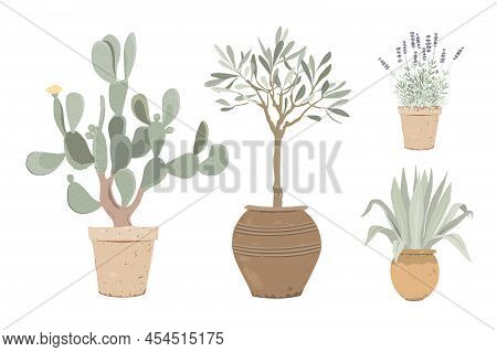 Set Of Mediterranean Potted Plants. Lavender, Prickly Pear, Olive Tree, And Blue Agave In Flower Pot