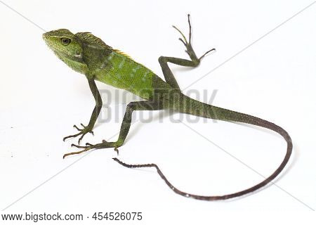 Bronchocela Jubata The Maned Forest Lizard Agamid Lizard  Isolated On White Background