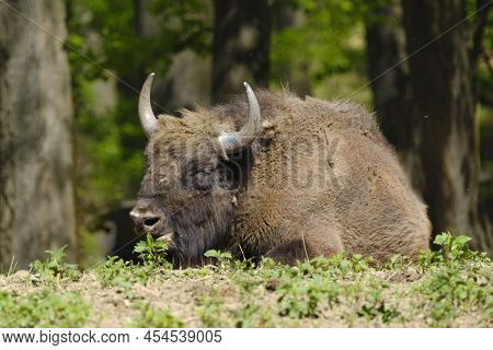 Male European Wood Bison Wisent, Bison Bonasus Is Resting In The Woods