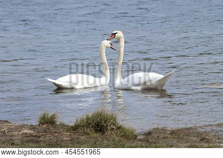 Pair Of Swans On The Lake In May Day