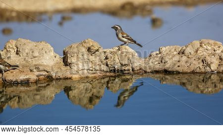 Cape Sparrow Female At Waterhole With Reflection In Kgalagadi Transfrontier Park, South Africa; Spec