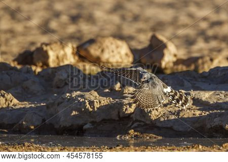 Gabar Goshawk  Flying Over Waterhole In Kgalagadi Transfrontier Park, South Africa; Specie  Micronis