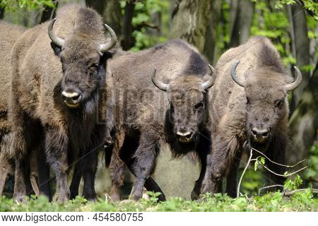 Three European Wood Bisons Wisent, Bison Bonasus In The Woods