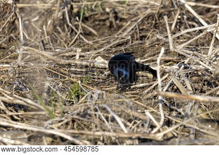 The Common Grackle (quiscalus Quiscula) With Caught Crayfish On The Shore Of The Lake.