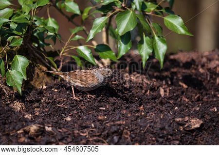 Beautiful Vibrant Image Of Wren Bird Troglodytes Aedon In Spring Woodland Landscape Setting