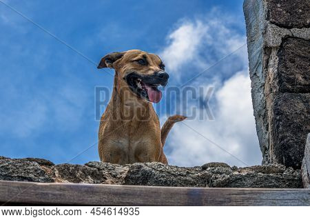 A Stray Dog That Hiked Up The Mountain Along With Us On Pigeon Island In St Lucia.