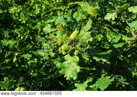 Acorns. Background Green Oak Leaves And Acorn On A Branch. Close-up Of An Oak Branch With Green Leav