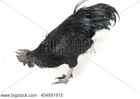 Black  Cemani Chicken Isolated On White Background