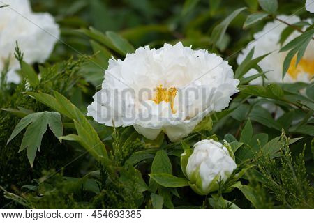 Big Beautiful White Tree-like Peony Flowers In The Spring Garden. Tree Peony Bush Blooms In The Spri