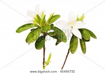 Azalea blanca aislado