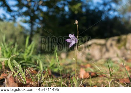 Campanula Rapunculus Flower Close Up View In Spring Outdoors