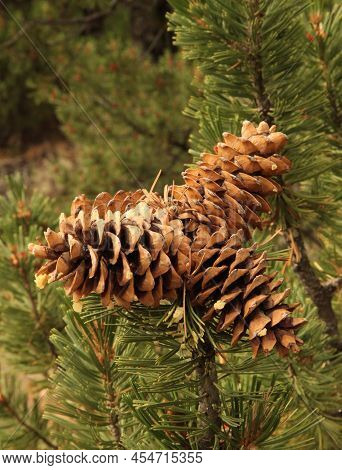 Limber Pine (pinus Flexilis) Cones In Wind River Range, Wyoming
