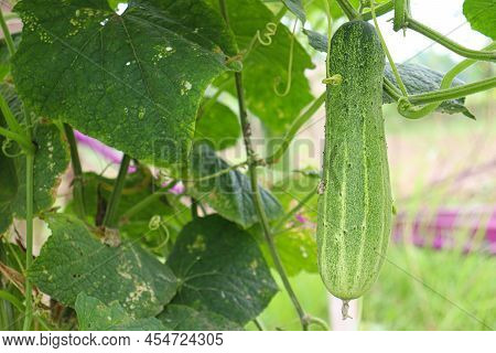 Cucumber On Tree In Farm For Harvest