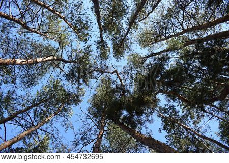 Looking Up In Beautiful Pine Deciduous Forest Trees Woods Canopy. Bottom View Wide Angle Background.