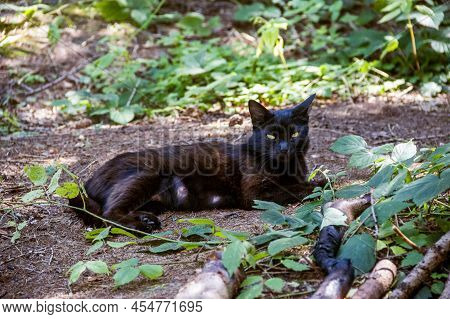 Close-up Of A Black Lactating Cat Lies On The Ground In Nature