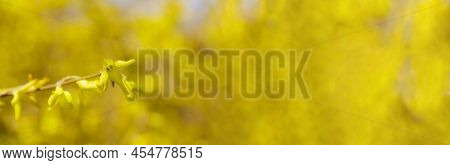 Forsythia Petals Close Up. Yellow Horizontal Floral Banner. Blooming Easter Tree In The Garden. Spri