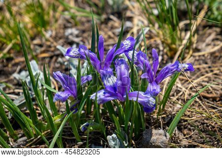 Iris Ruthenica Flower On Ulagan Plateau Near Aygulaksky Mountain Range. Altai Republic, Siberia. Rus
