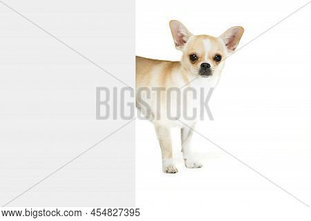 Studio Shot Of Small Chihuahua Pog Picking Out The Corner, Posing Isolated Over White Studio Backgro
