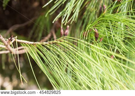 Close Up Of Pine Tree (pinus Halepensis) , Athens, Greece