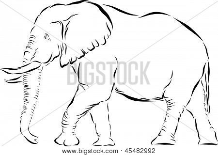 Elefante