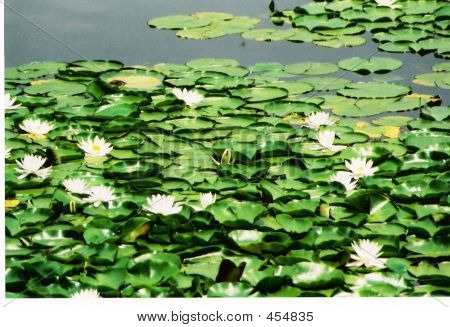 Lily Pad