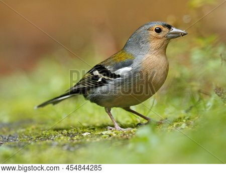 Close Up Of Male Of Madeiran Chaffinch - Fringilla Coelebs Maderensis - Sitting On The Ground With C