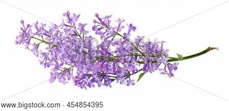 Lilac Flowers Isolated On White Background. Clipping Path. Syringa Vulgaris Flower.