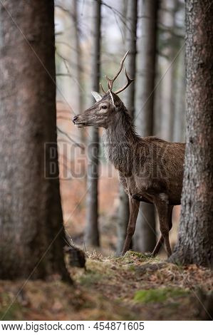 Young Red Deer Stag Looking Around In Spruce Monoculture In Spring