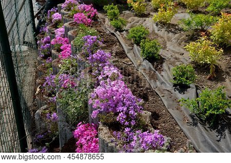 In April And May, It Blooms With Distinctive Pink Flowers With A Red Eye. This Species Creates Dense