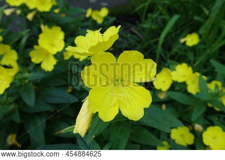 Close Shot Of Yellow Flower Of Evening Primrose In June