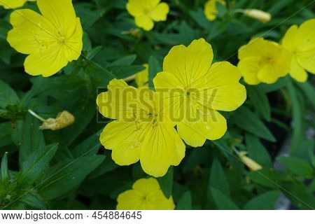 Closeup Of Yellow Flowers Of Evening Primrose In June