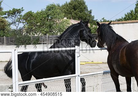 Two  Horses Mating In A Morning Of Spring