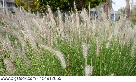 Purple Fountain Grass, An Ornamental Plant Of Pennisetum Alopecuroides Hameln, Chinese Fountain Gras